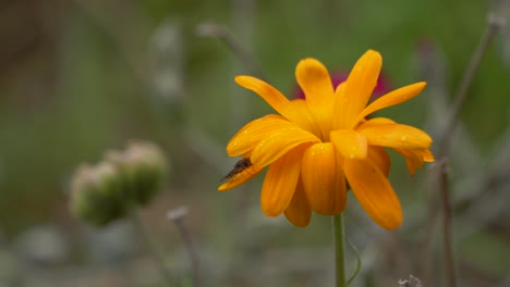 Makro-Nahaufnahme-Fängt-Orangefarbene-Blume-Ein