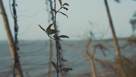 Tree-branches-sway-in-the-spring-breeze-on-the-seaside