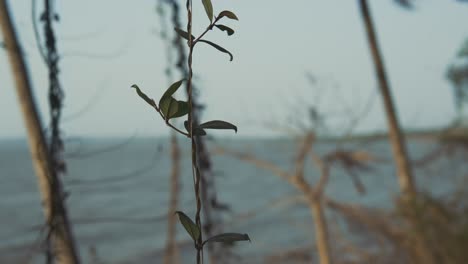 tree branches sway in the spring breeze on the seaside