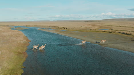 在阿根廷, 一群瓜納科 (guanaco) 越過河流時,