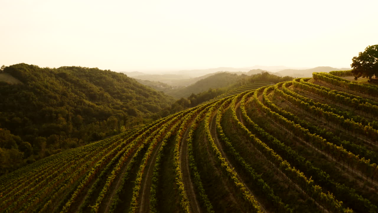 Tramonto su vigneto terrazzato in Italia