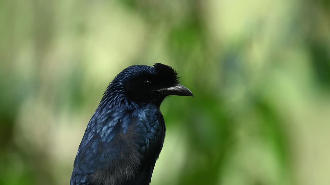더 큰 라켓 꼬리 drongo, dicrurus paradiseus