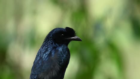 drongo cola de raqueta mayor, dicrurus paradiseus