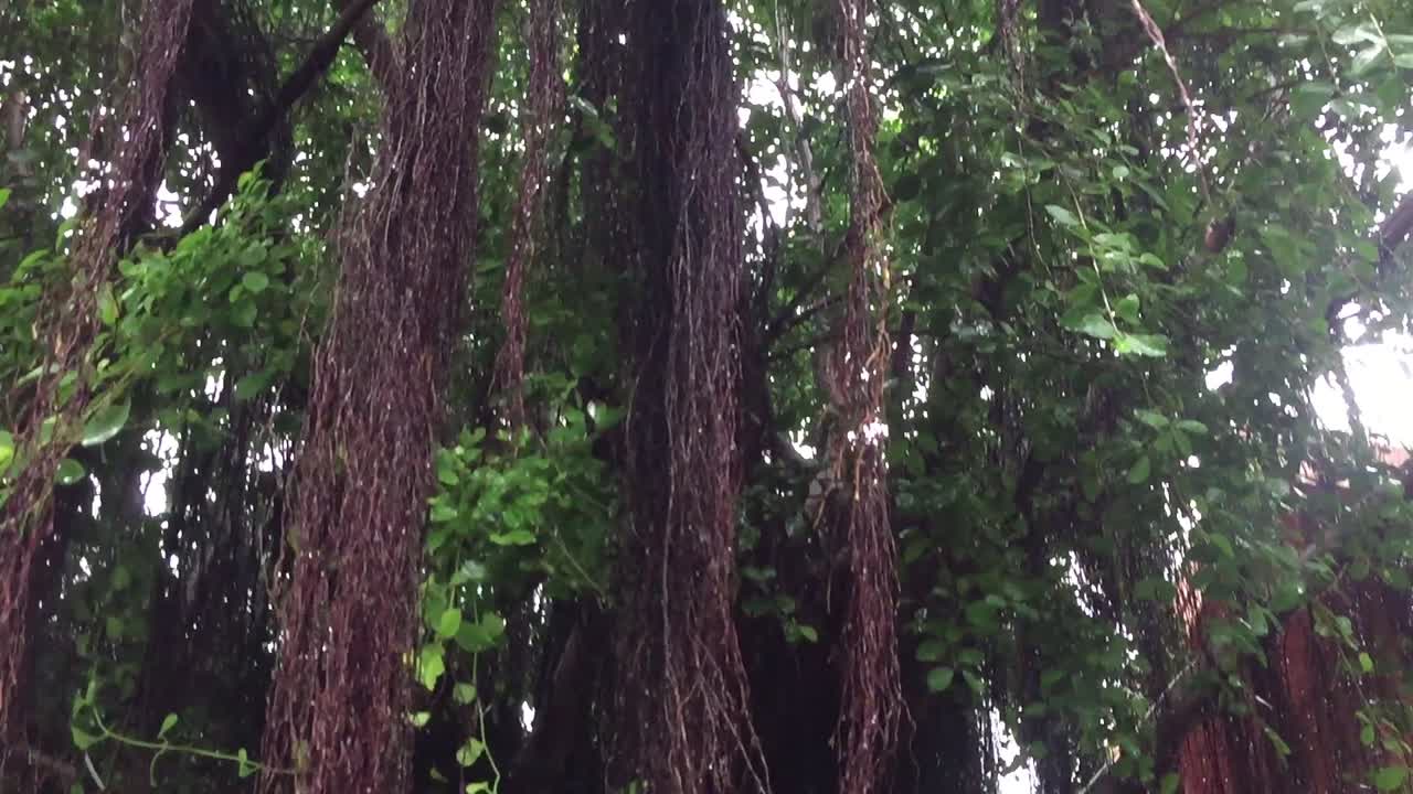 los árboles de saket