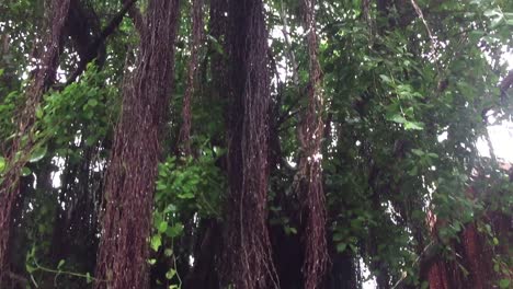 wat saket trees