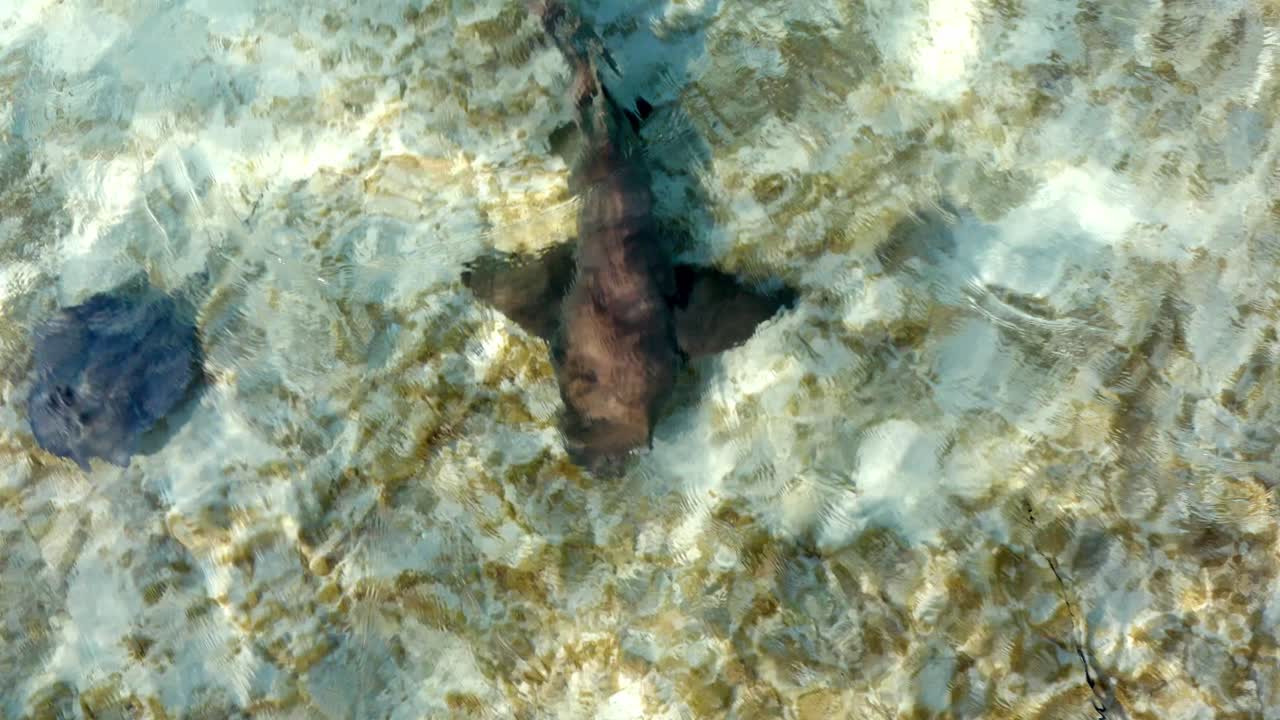 mandíbula pequeña y mantarraya nadando en aguas poco profundas del mar caribe, primer plano completo