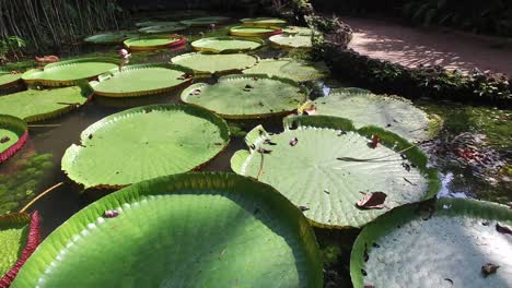 victoria amazonica and vitoria regia