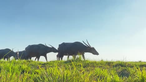 Büffelherde,-Die-An-Einem-Sonnigen-Tag-Grasland-überquert