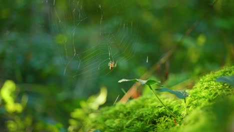 4k slow motion shot of a little spider killing a fly, in the middle of the forest