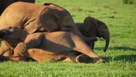 three african elephant calves wrestle and play with each other on the grass while their mother watches nearby