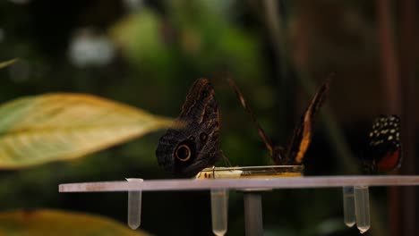 Group-of-butterflies-enjoys-nectar-while-sitting-on-landing-pad,-forestry-background