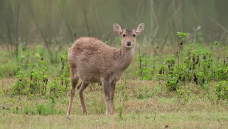 Indischer-Schweinehirsch,-Hyelaphus-Porcinus,-Phu-Khiao-Wildschutzgebiet,-Thailand