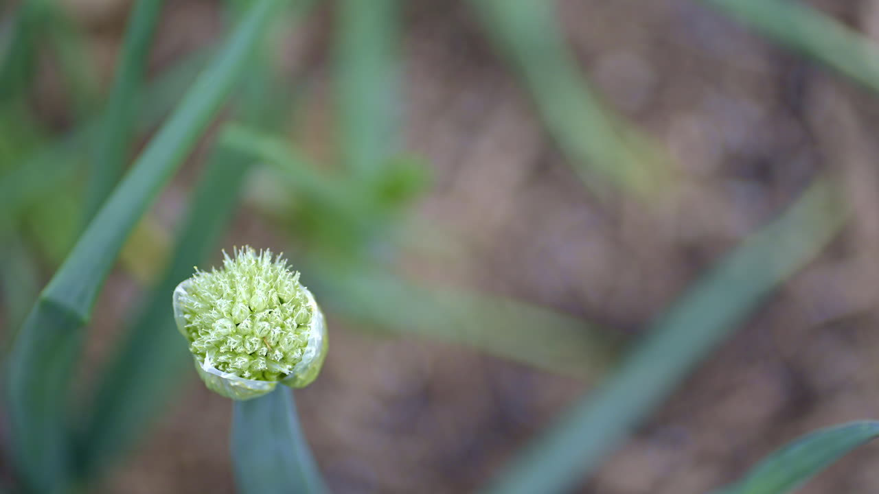 macro de la planta de cebolla que se va a sembrar al final de la temporada de crecimiento
