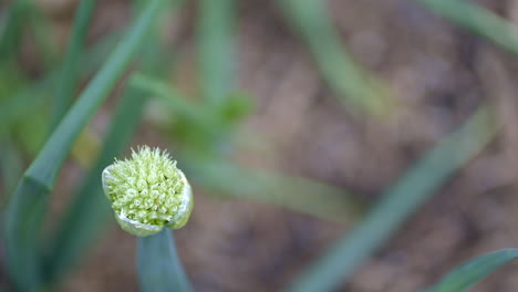 macro of onion plant going to seed at the end of the growing season