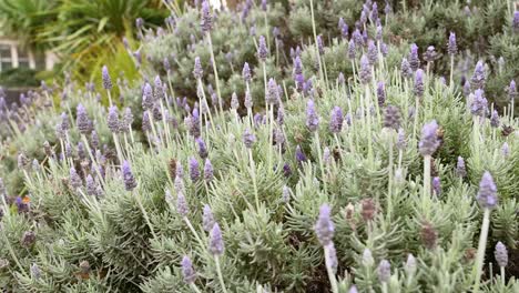 las plantas de lavanda se balancean suavemente en la brisa