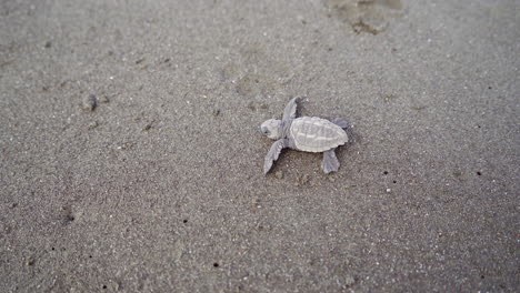 olive ridley sea baby turtle, lepidochelys olivacea, at the nesting beach of ostional wildlife refuge, guanacaste, costa rica