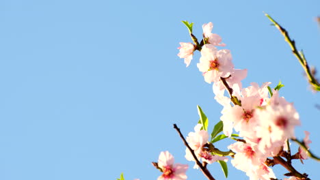 pretty apricot tree flowers against blue sky blooming in spring, telephoto view