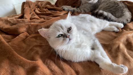 portrait of white furry persian cat relaxing on sofa with green eyes