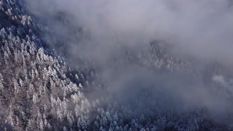 winter aerial wonder: drone footage captures the enchanting beauty of snow-covered mountain pines embraced by misty clouds, a mesmerizing spectacle