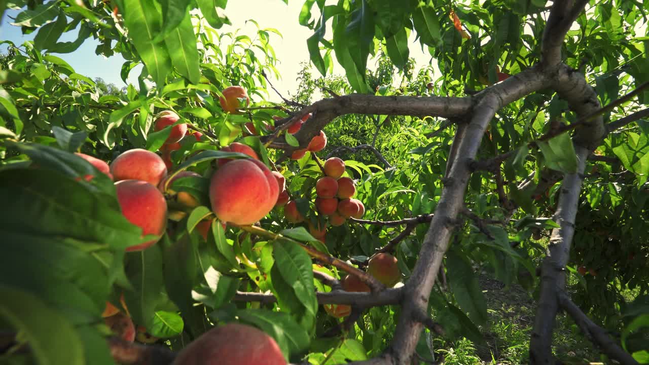 Agricoltura. Grandi pesche succose sull'albero. Frutteto magnifico. Luce solare magica. I frutti maturano al sole.