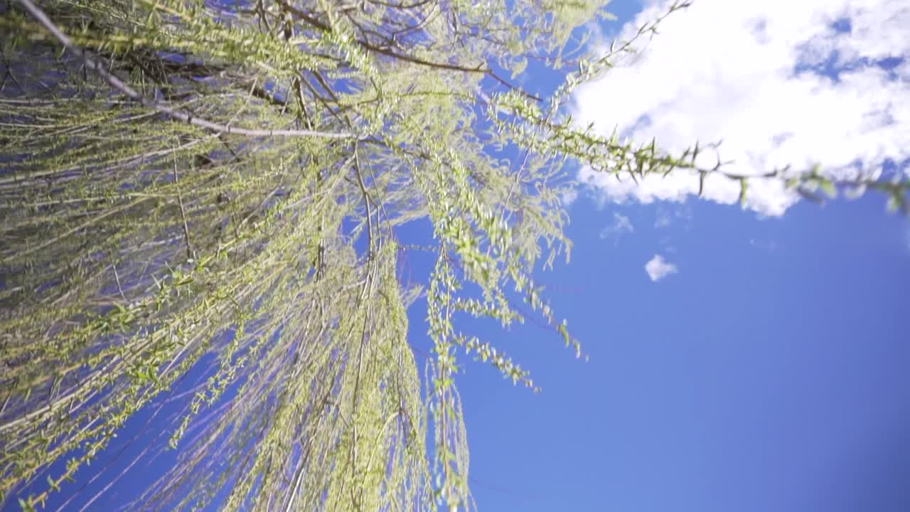 Panning up a weeping willow tree to see a bright blue sky