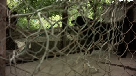 abandoned black dog barking in a rusty cage