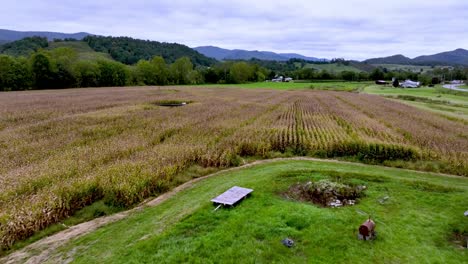 Luftaufnahme-über-Einem-Maisfeld-In-Der-Nähe-Der-Bergstadt-Tennessee