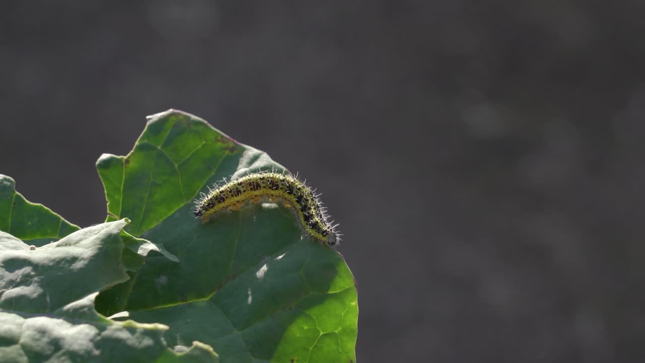 고추 잎 에 있는 애벌레