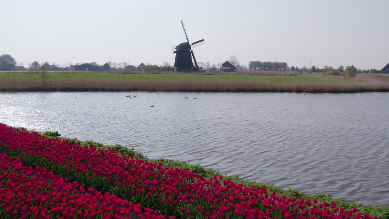 Luftaufnahme von blühenden Tulpenfeldern mit Windmühlen und Fluss, Niederlande