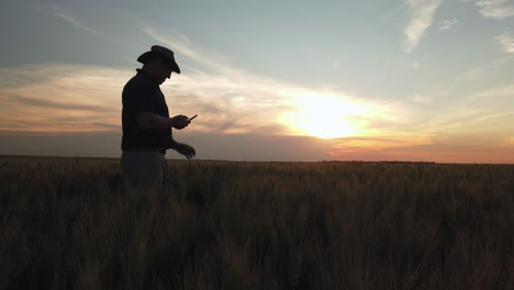 Granjero-Revisa-La-Cosecha-De-Trigo-Al-Atardecer-Con-Teléfono,-Plano-Medio