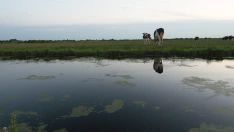 Eine-Weitwinkelaufnahme-Von-Zwei-Holländischen-Kühen-Auf-Einem-Großen-Feld