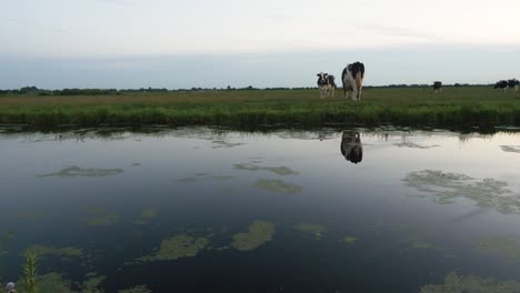 una toma amplia de dos vacas holandesas en un campo grande