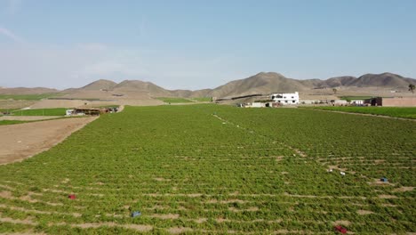 drone vuela hacia adelante sobre campos agrícolas verdes en un valle desértico