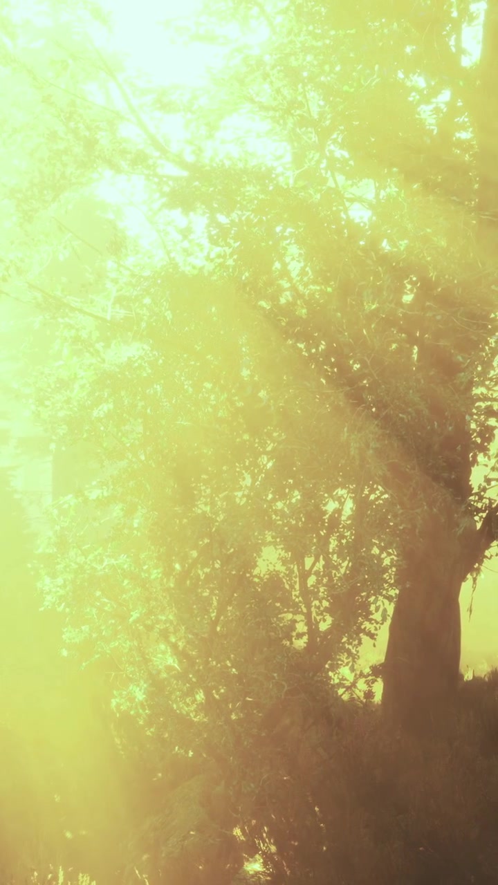 Sunlight shining through trees in a forest during morning hours