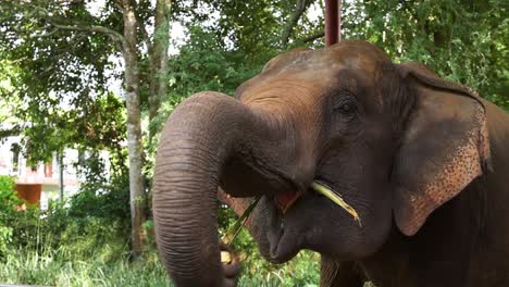 el elefante interactúa con el humano a través de la valla del recinto.