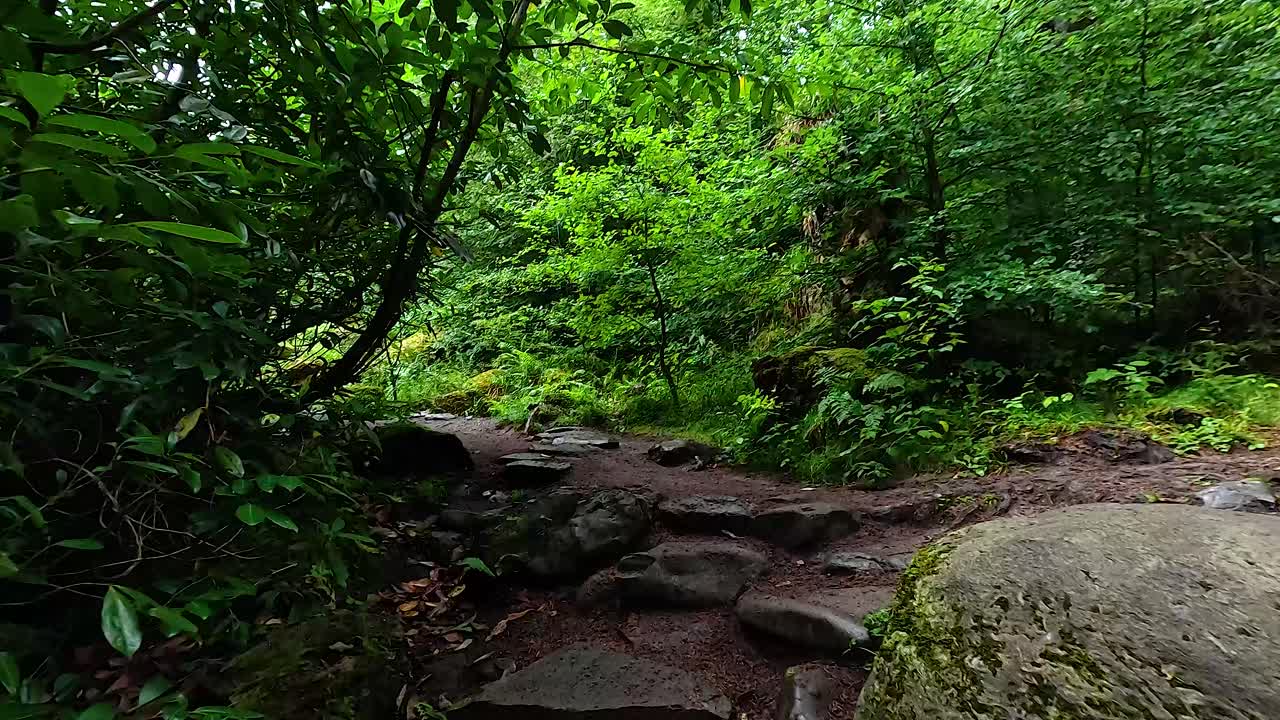 바위 와 초록색 으로 가득 찬 울창 한 숲 의 길
