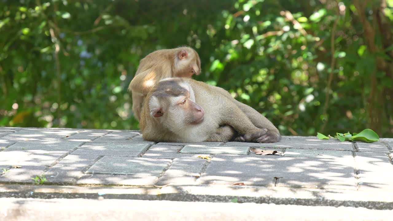 Two monkeys rest on a sunlit platform surrounded by lush greenery, captured in a serene, natural setting