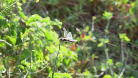 dragonfly perched with transparent wings in the galapagos