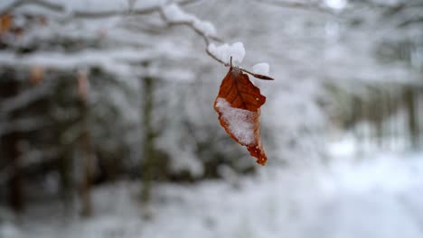 Trockenes-Blatt,-Das-An-Einem-Gefrorenen,-Schneebedeckten-Ast-Hängt