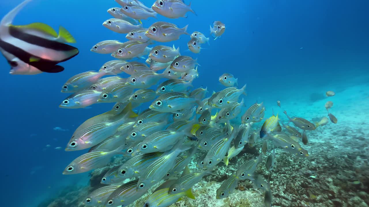 School of tropical fish including bluestripe snapper, blackspotted rubberlip, striped large-eye bream near Mnemba Island, Zanzibar, Tanzania.