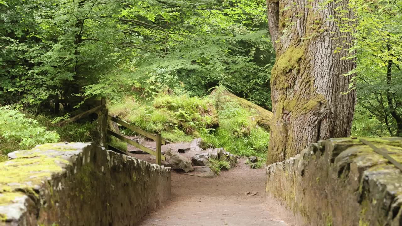 puente de piedra que conduce a un bosque exuberante