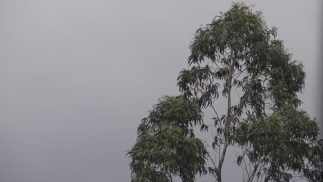 a clouded sky with a tall eucalyptus