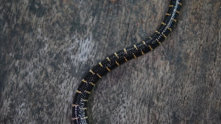 Red-tailed Pipe Snake, Cylindrophis ruffus, rested on a wooden floor and looped in a figure of eight knot undoing itself and moving out of the frame