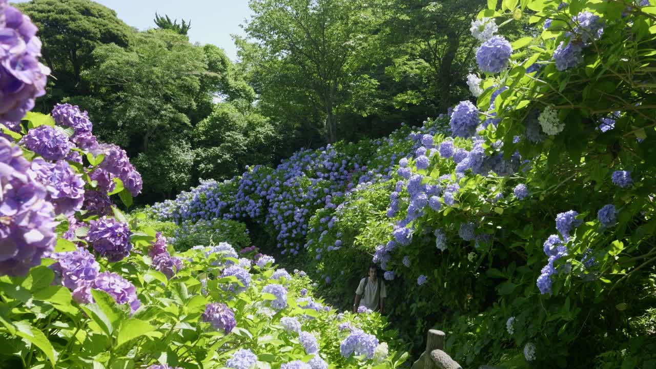 Young male walking through sea of Hydrangea at Shiroyama near Shimoda, Japan