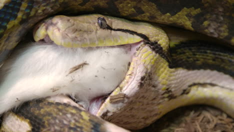 naturaleza en acción - pitón reticulada comiendo un gran mamífero envuelto en un poderoso agarre