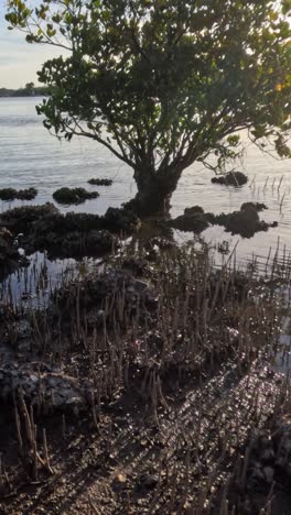 mangrove tree by the riverbank at sunset