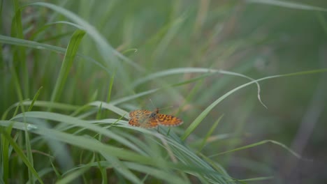 una hermosa mariposa con lunares rojos en medio de las hierbas silvestres, mueve suavemente sus alas