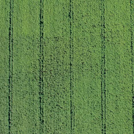 vista aérea de un campo de cultivo verde