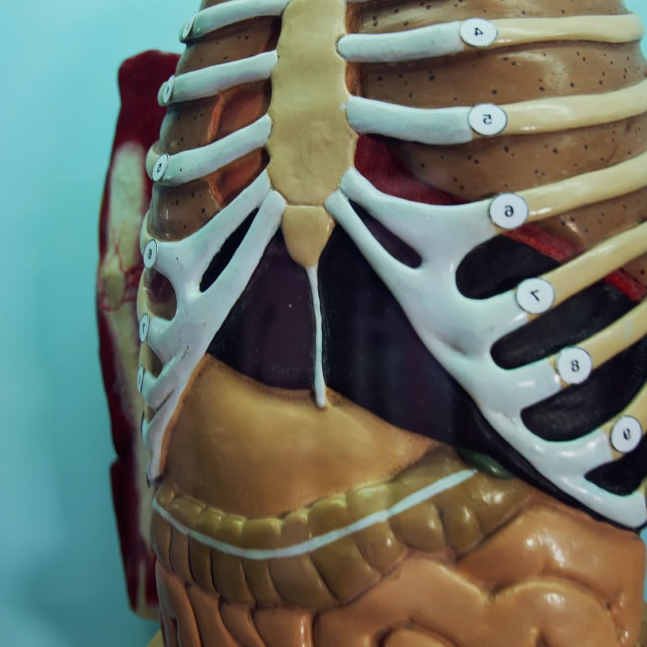 Artificial model of internal organs. Anatomical model of the person's body. Medical phantom. Dummy of internal organs. Close-up