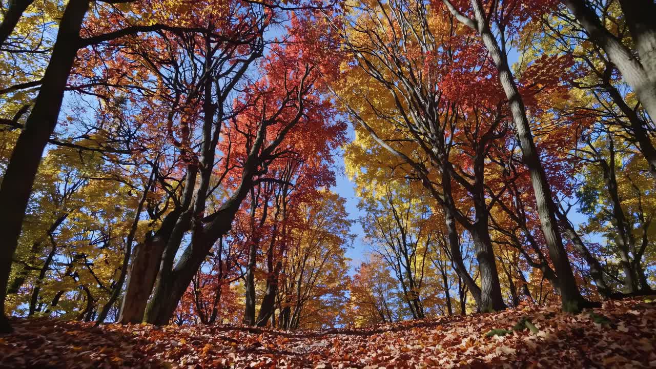 Vibrant autumn forest captured from a low-angle, showcasing colorful leaves against a clear sky